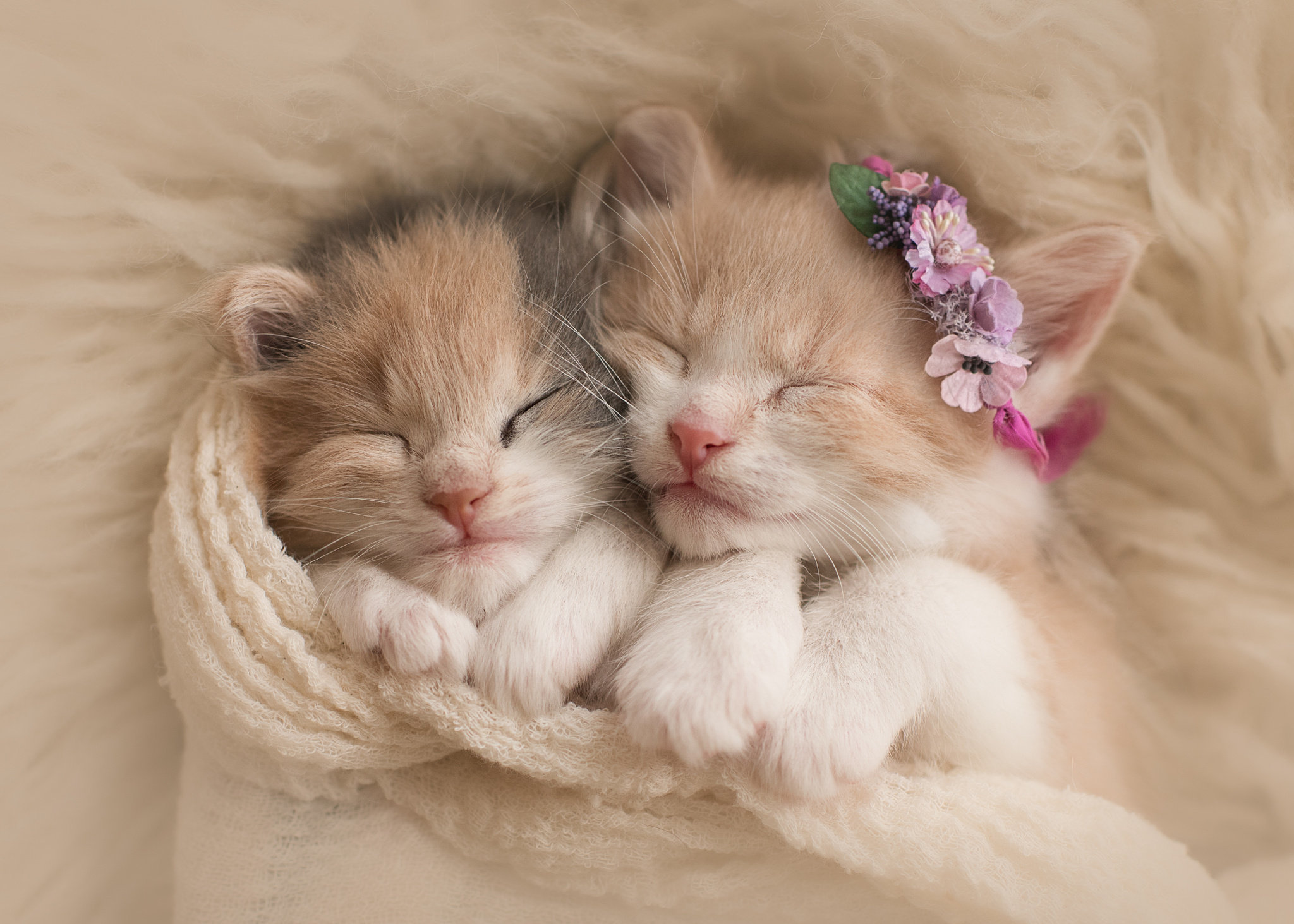 Two ginger kittens asleep together in a knitted blanket, one of them wearing a small flower crown